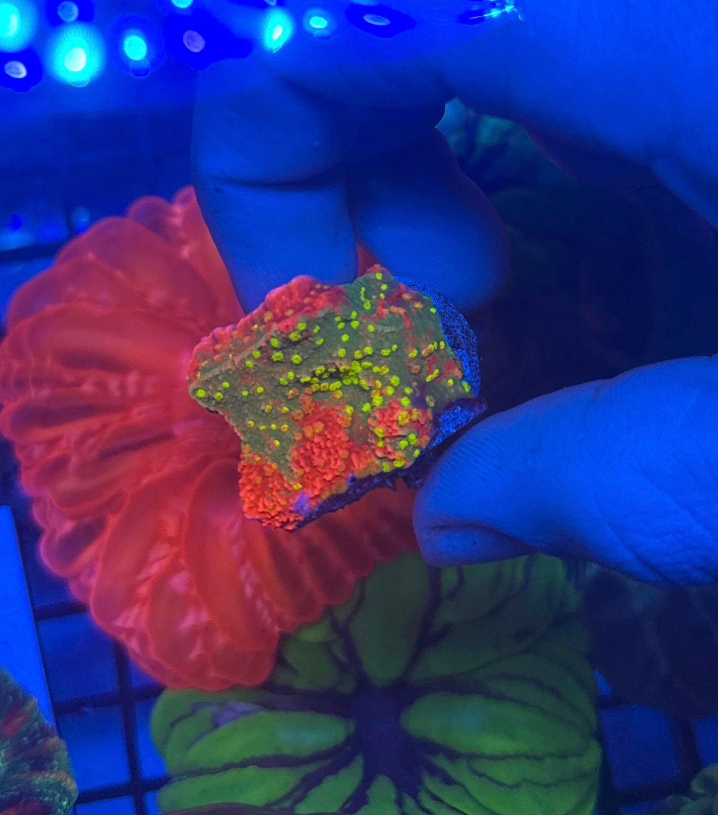 Sunfire grafted Monti