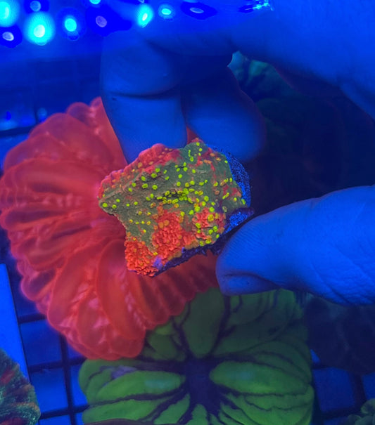 Sunfire grafted Monti