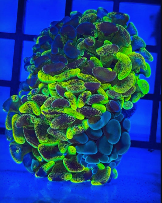 Rare infused hammer coral