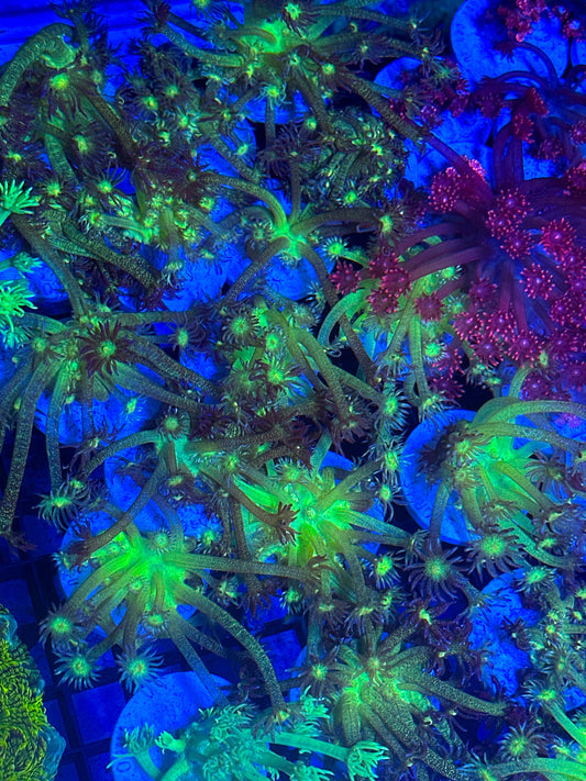 Glitter goniapora