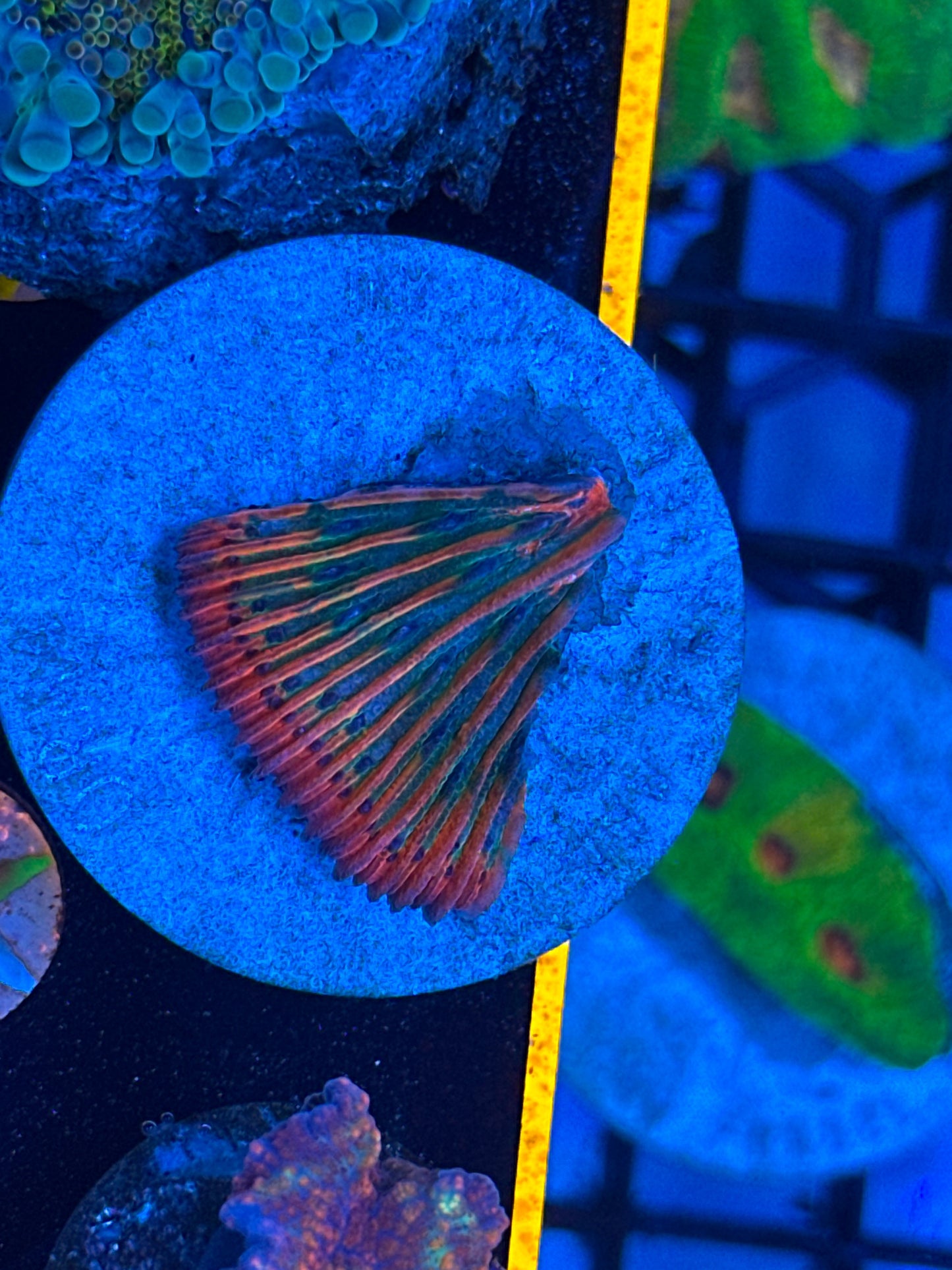 Ultra rainbow fungia