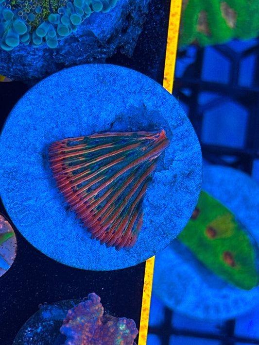 Ultra rainbow fungia