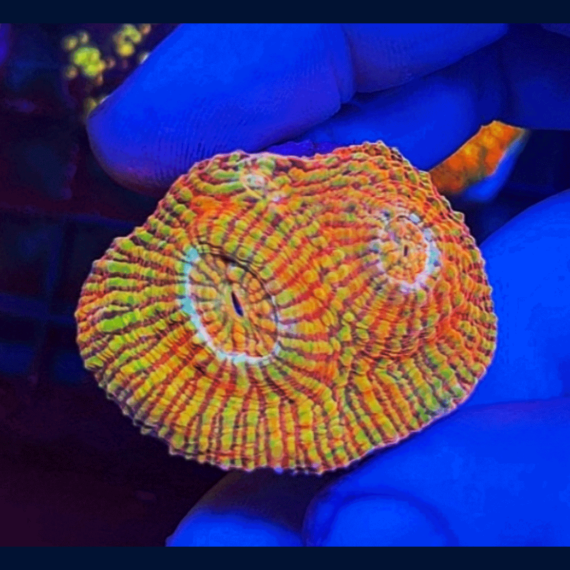 LPS (Large Polyp Stony) Coral