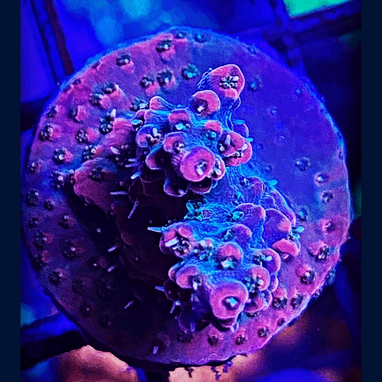 SPS Coral (Small Polyp Stony)