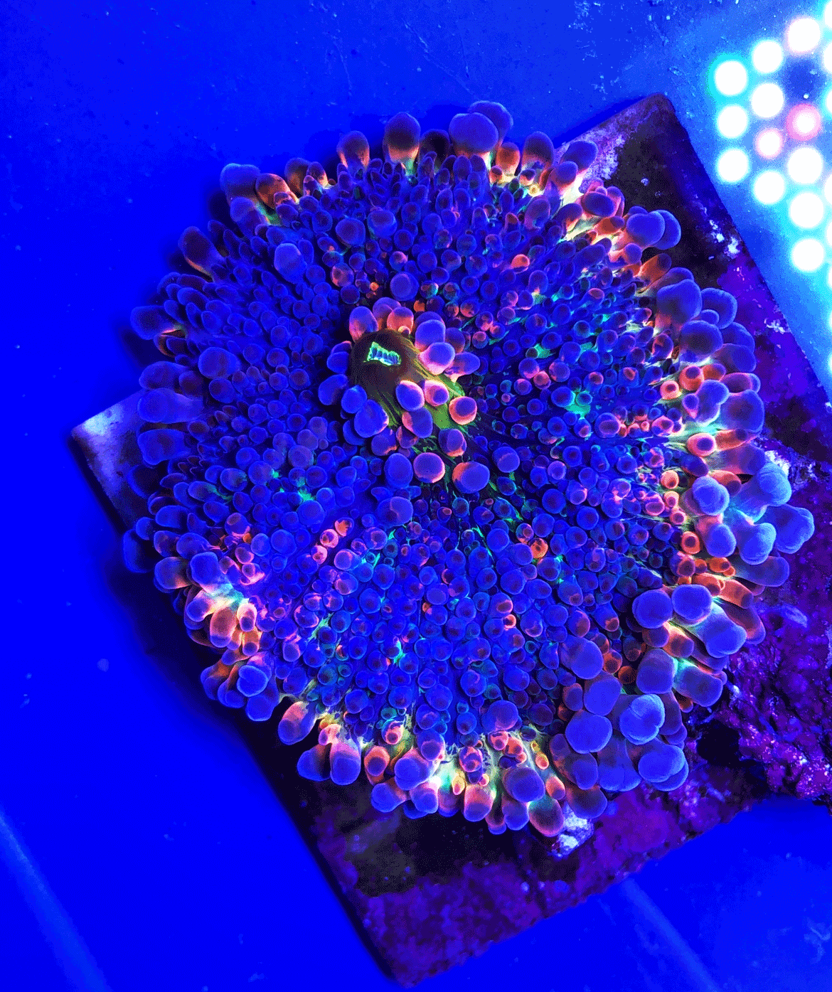 Soft Coral